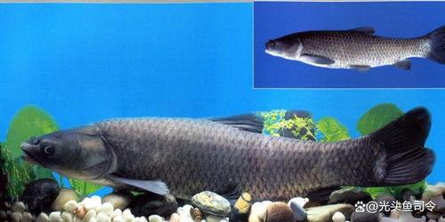 青鱼视频国产在线,国产在线影视盛宴,尽享视听盛宴 第3张 青鱼视频国产在线,国产在线影视盛宴,尽享视听盛宴 第3张