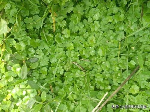 国产人人草,人人草,绿色健康生活新选择 第2张 国产人人草,人人草,绿色健康生活新选择 第2张