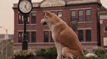 国产人与狗 第2张 国产人与狗 第2张